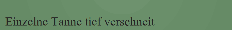 Einzelne Tanne tief verschneit