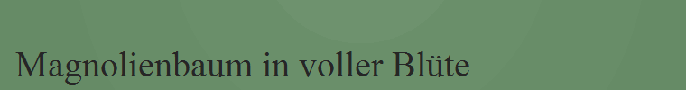 Magnolienbaum in voller Bl�te