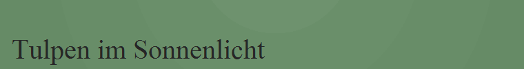 Tulpen im Sonnenlicht