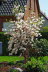Magnolienbaum in voller Bl�te