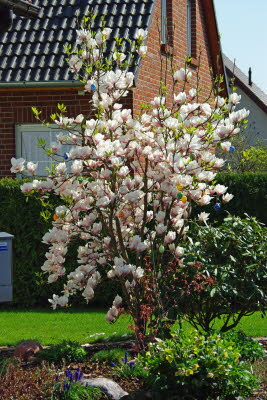 Magnolienbaum in voller Bl�te