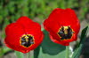 Tulpen im Sonnenlicht