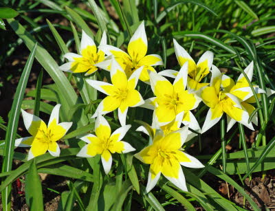 Ostern ist Narzissenzeit
